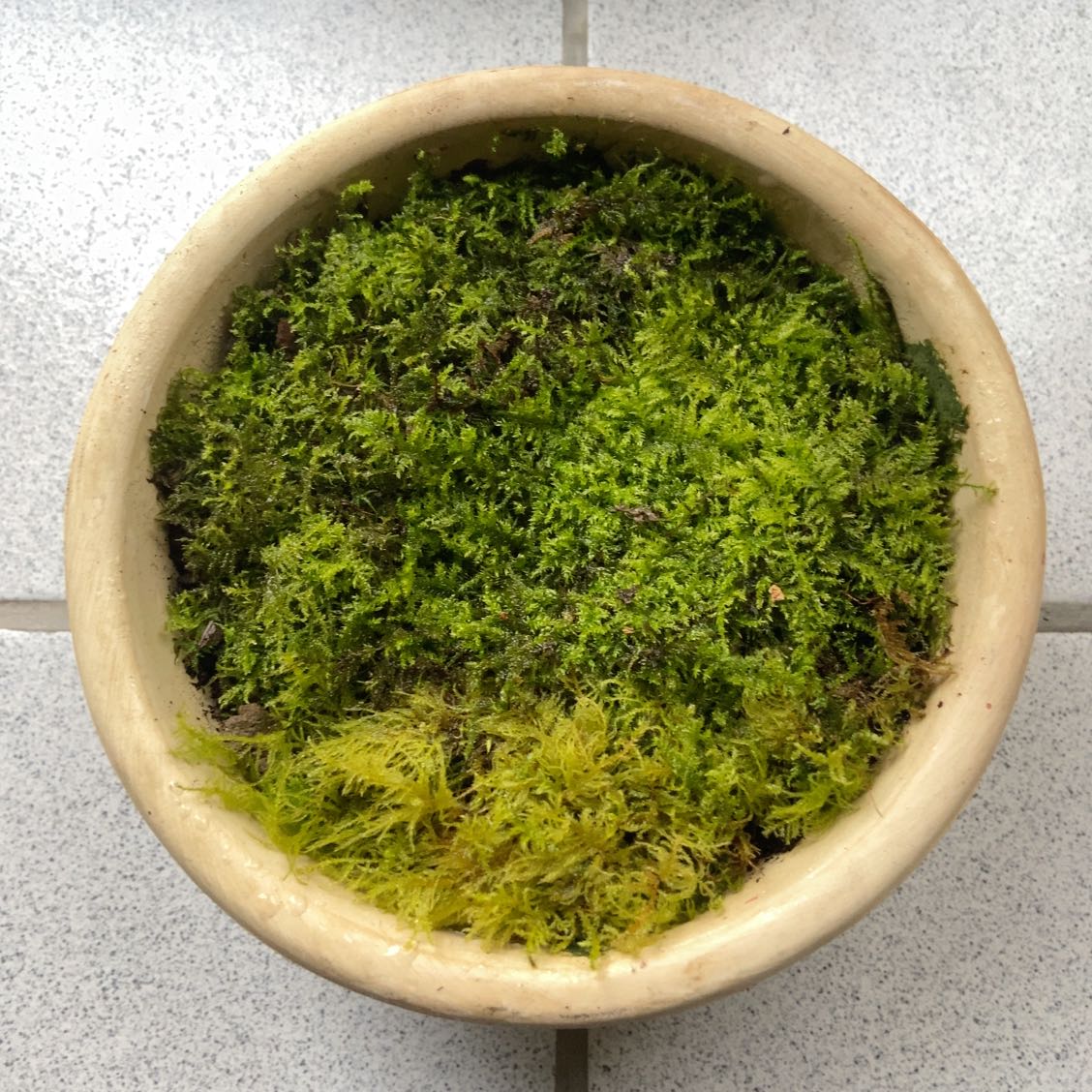 Potted Delicate Thuidium Moss with some yellowing at the bottom left.
