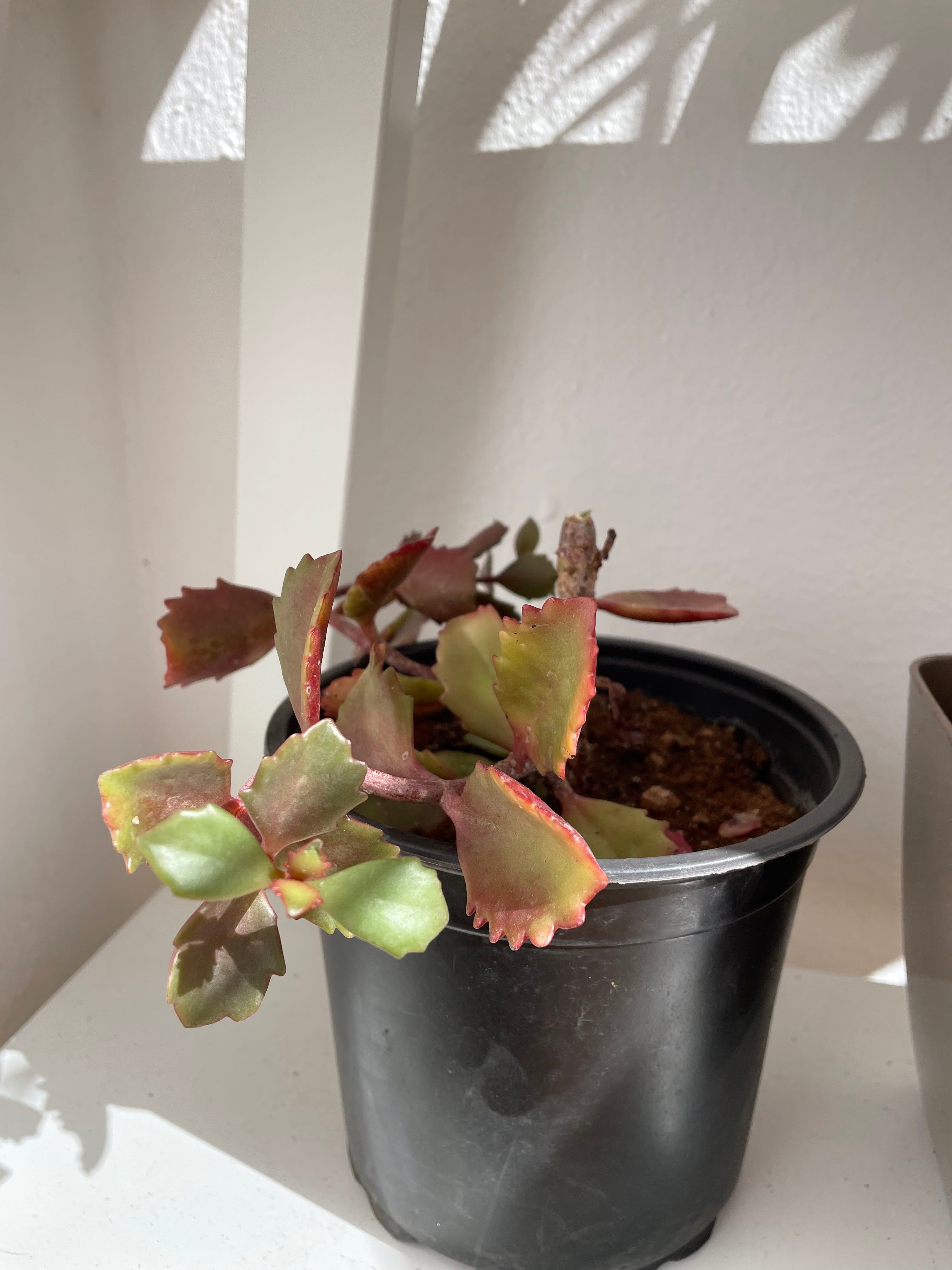 Tugela CliffKalanchoe How Much Water & Light Does it Need to Thrive?