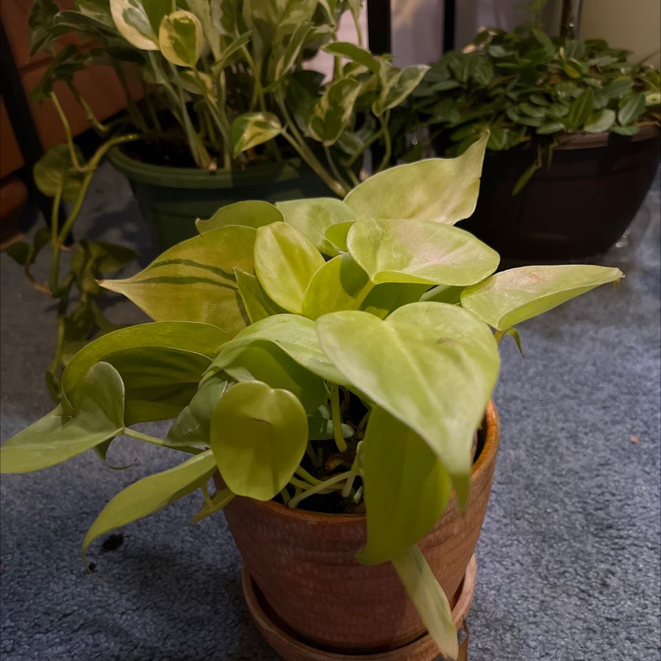 Philodendron Lemon Lime plant in a pot with vibrant, healthy leaves.