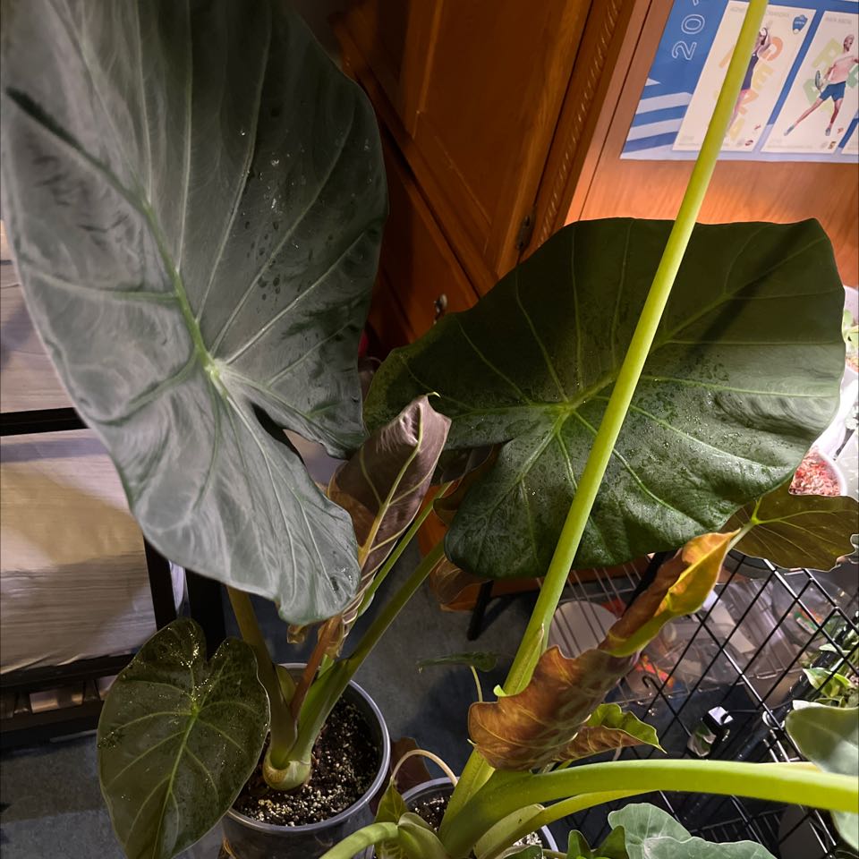 Alocasia 'Regal Shields' plant with large leaves, some showing browning and yellowing. Potted with visible soil.