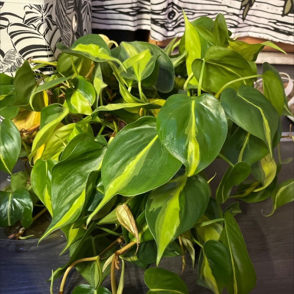Philodendron Brasil plant with vibrant green leaves and yellow variegation.