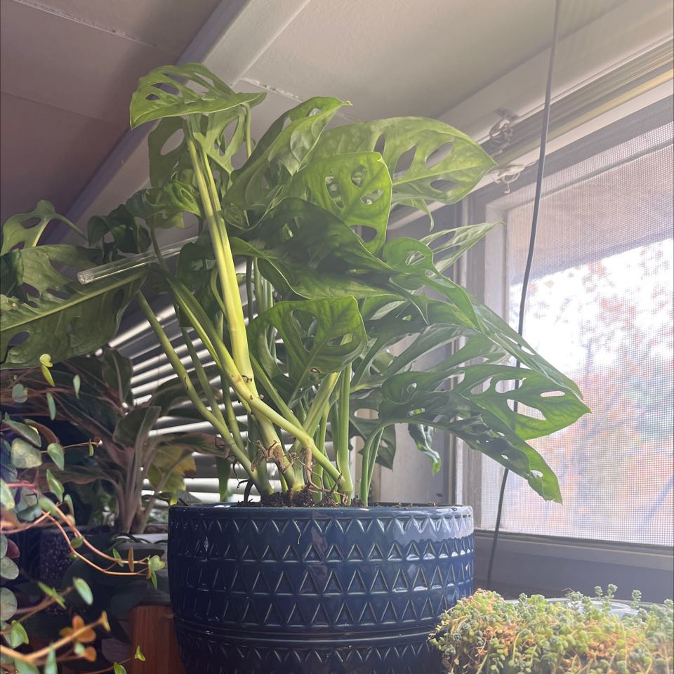Swiss Cheese Vine (Monstera adansonii) in a blue pot near a window, healthy green leaves with holes.