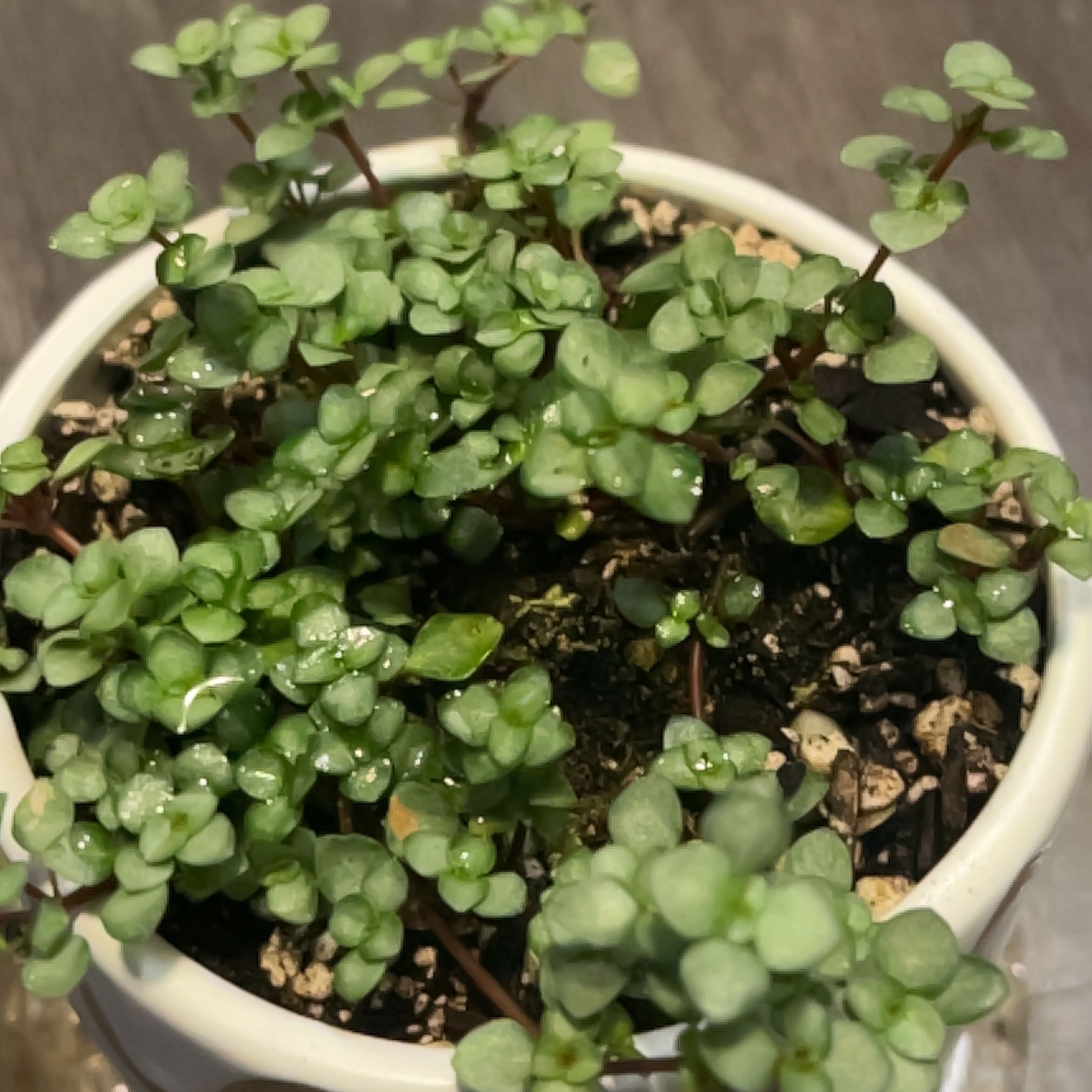 Pilea 'Silver Sparkle' plant in a white pot with healthy green leaves.