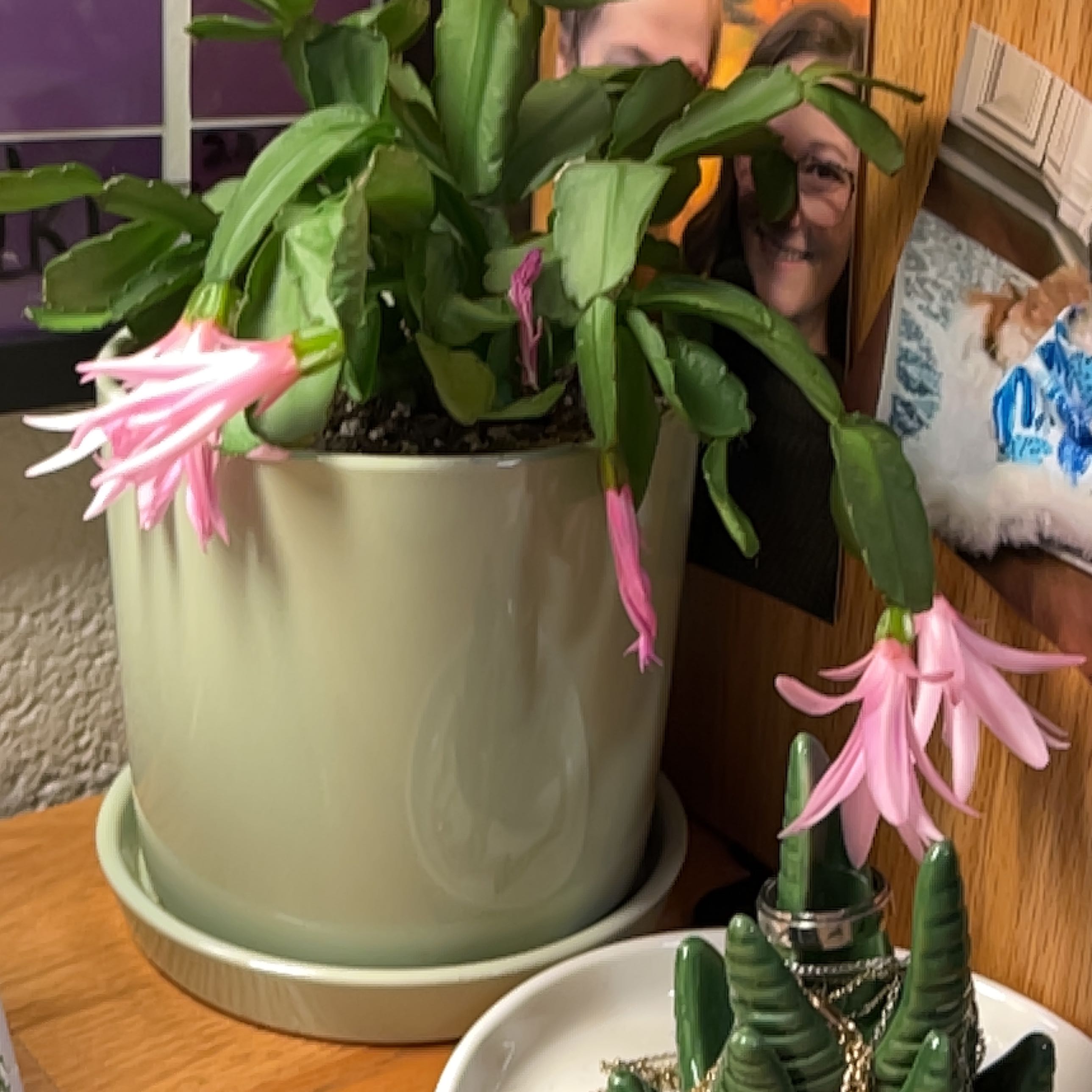 Easter Cactus in a pot with pink flowers, well-framed and in focus.