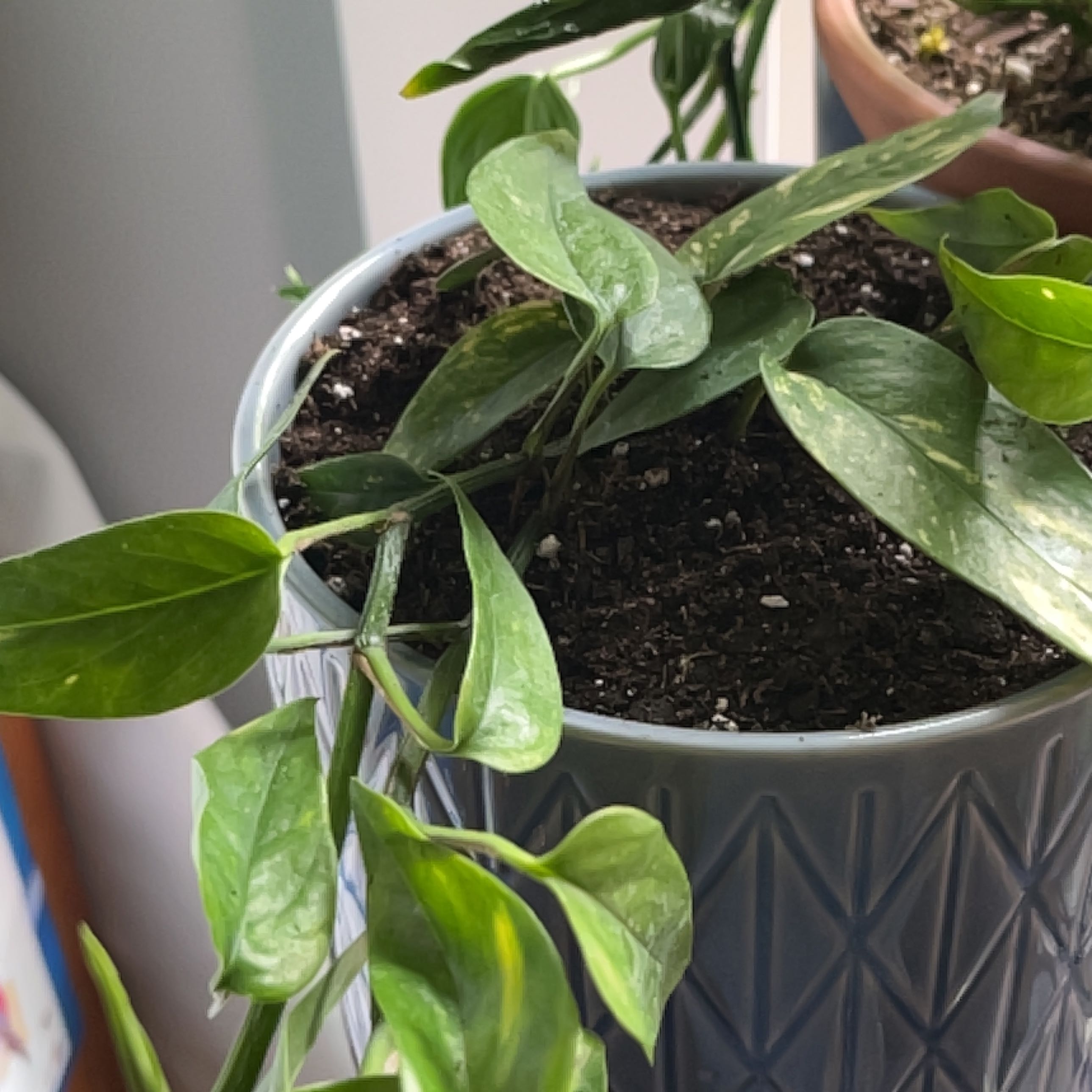 Variegated Epipremnum pinnatum in a pot with visible soil and healthy green leaves.