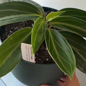 Photo of the plant species Peperomia elongata by @kayleeshay3 named Philipe on Greg, the plant care app