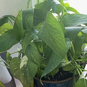 Photo of the plant species Epriprenum Aureum by @kayleeshay3 named Willow on Greg, the plant care app