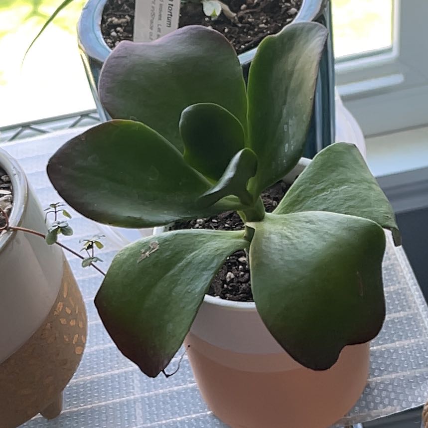 Flapjacks plant (Kalanchoe thyrsiflora) in a pot, healthy with thick, fleshy leaves.