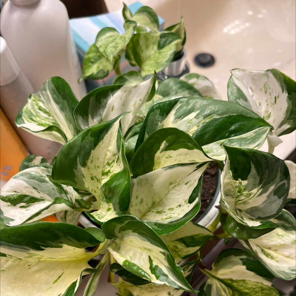 Manjula Pothos plant with variegated green and white leaves, partially visible soil.