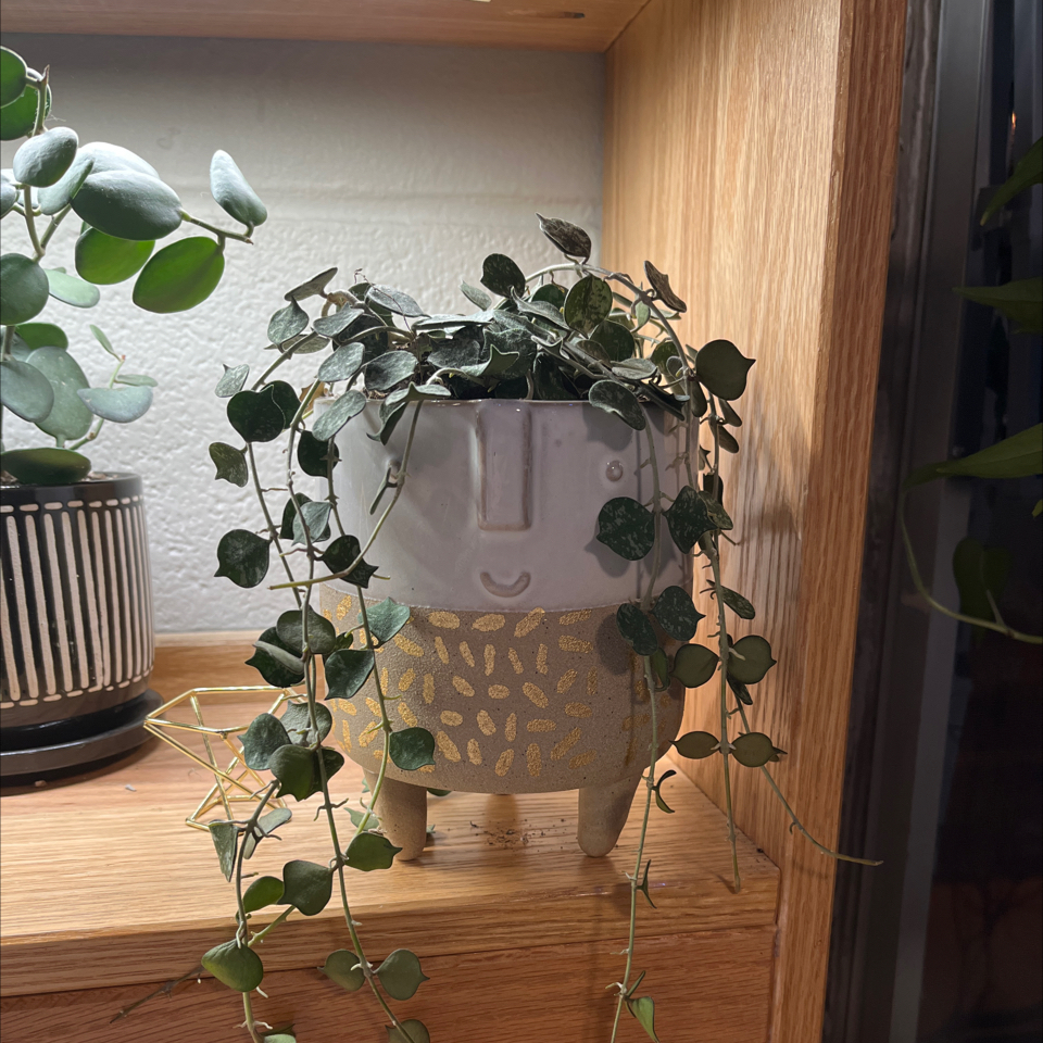 Potted Fung Wax Flower plant with heart-shaped leaves on a wooden shelf.