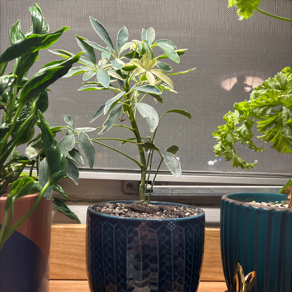 Variegated Dwarf Umbrella Tree in a blue pot indoors near a window, with visible soil.