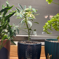 Variegated Dwarf Umbrella Tree plant