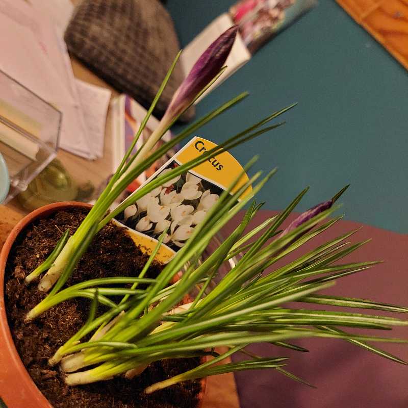 Photo from the post