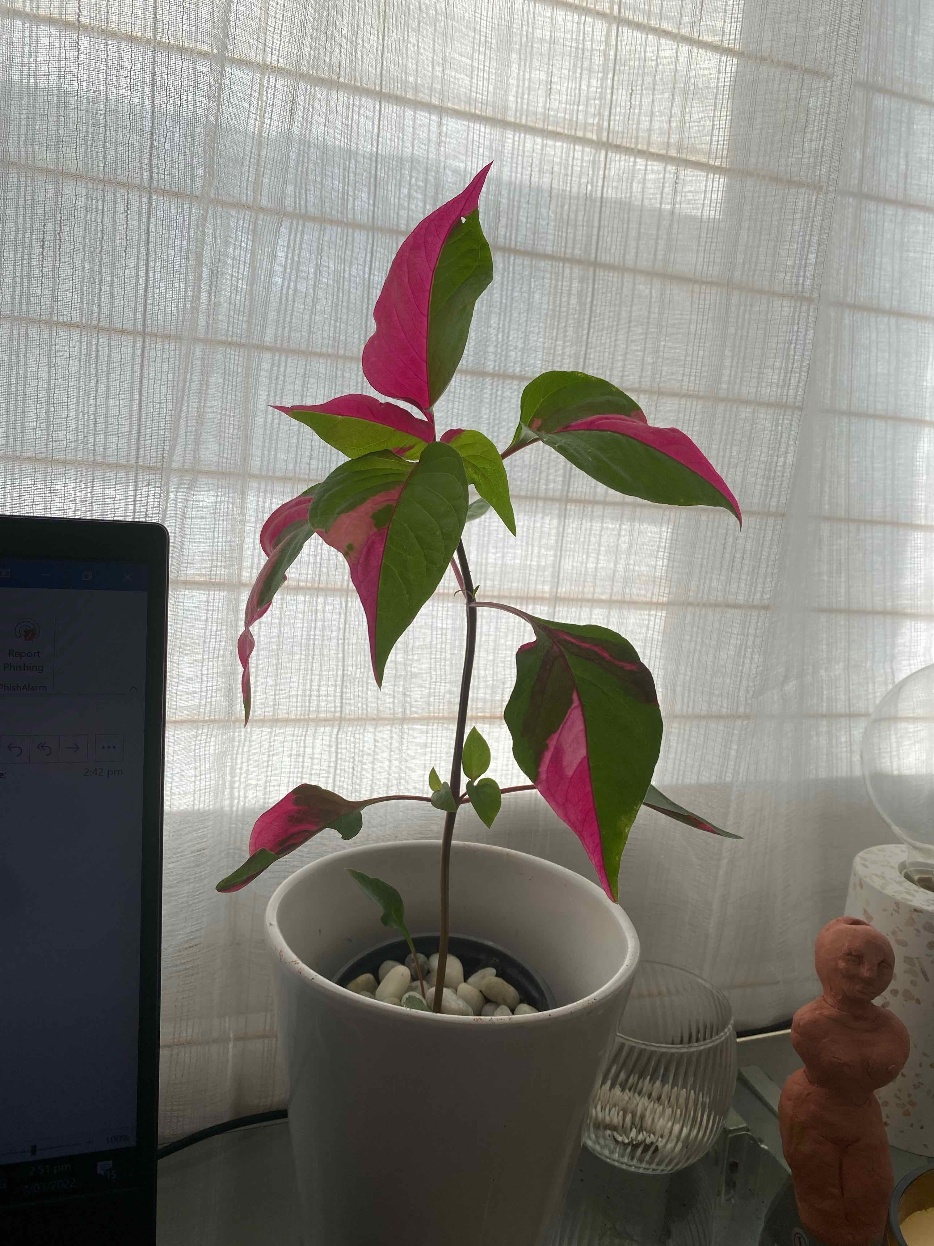 Potted Hairy Joyweed plant with pink and green leaves, placed indoors near a window.