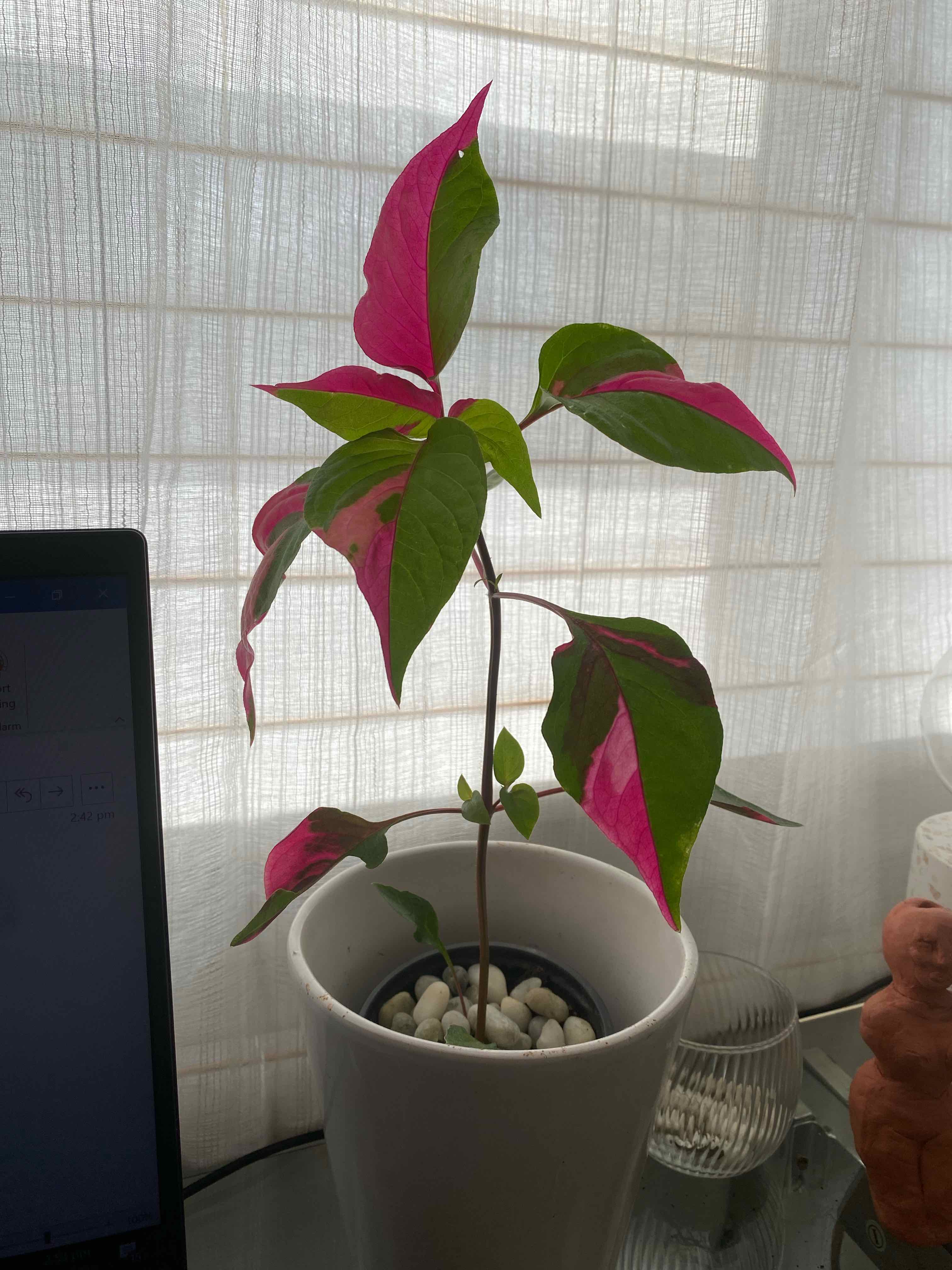 Potted Hairy Joyweed plant with vibrant green and pink leaves, healthy appearance.