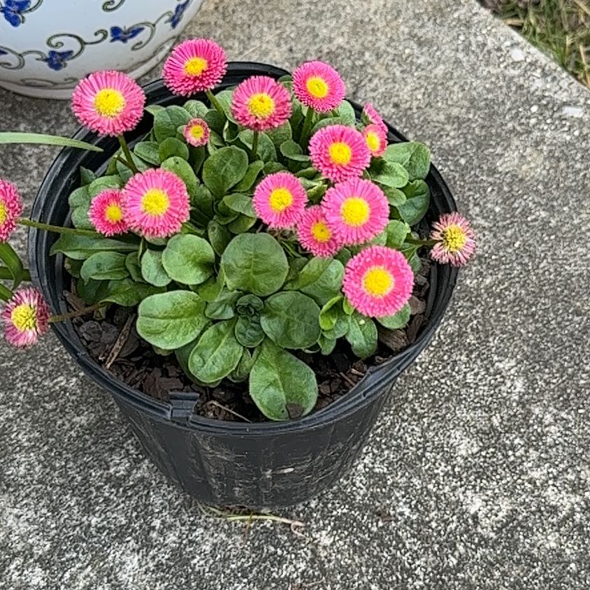 Potted daisy plant with pink and yellow flowers on a concrete surface.