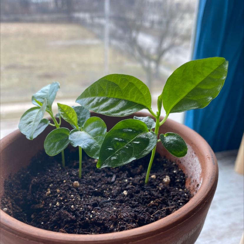 Young Passion Fruit plant in a terracotta pot with healthy green leaves.