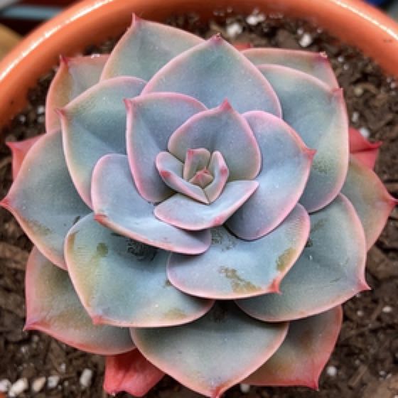 Photo of the plant species Cassyz WInter Echeveria by @auntie named Xena on Greg, the plant care app