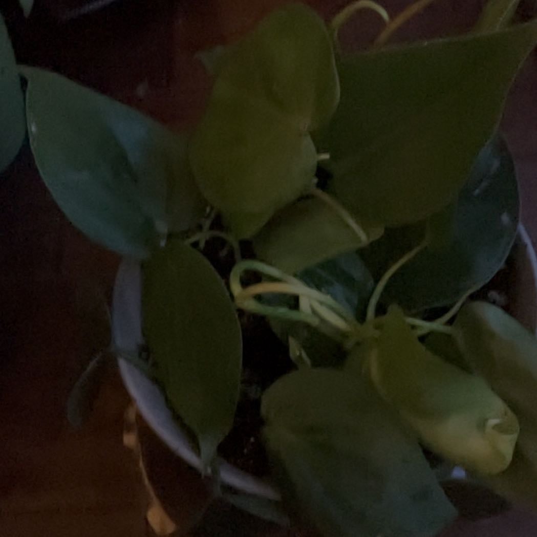 Luna A plant by PoshMint on Greg