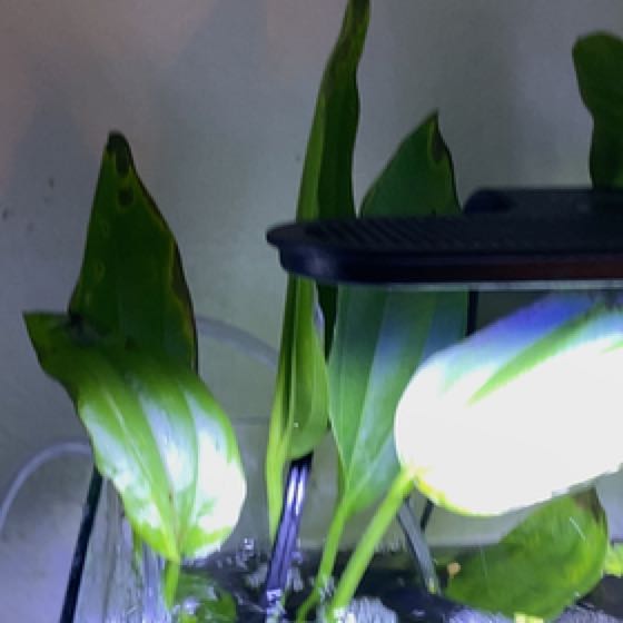 Photo of the plant species Amazon Sword by Haley named Zeus on Greg, the plant care app