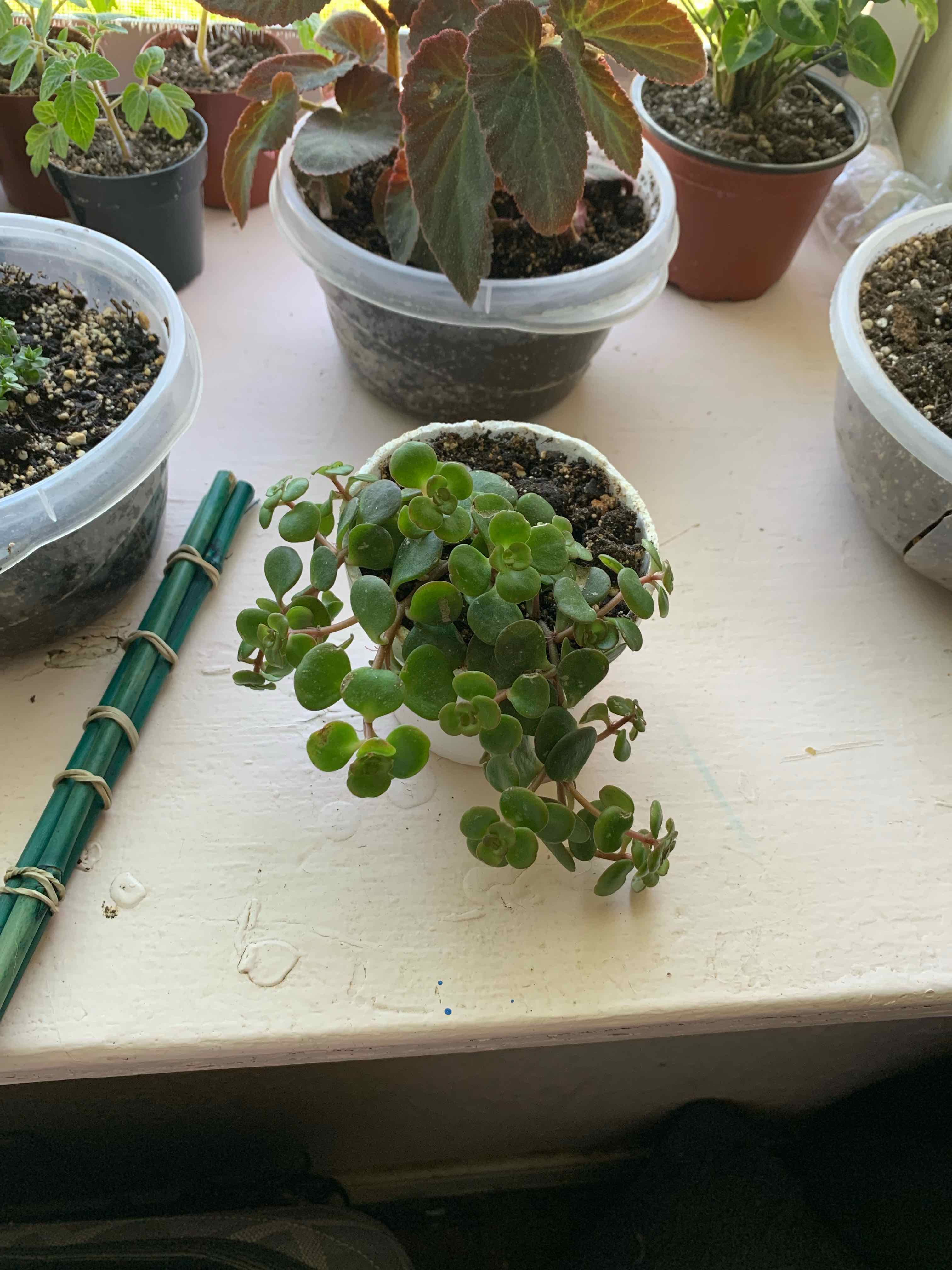 Potted Chinese Sedum plant with green leaves, soil visible, well-framed.