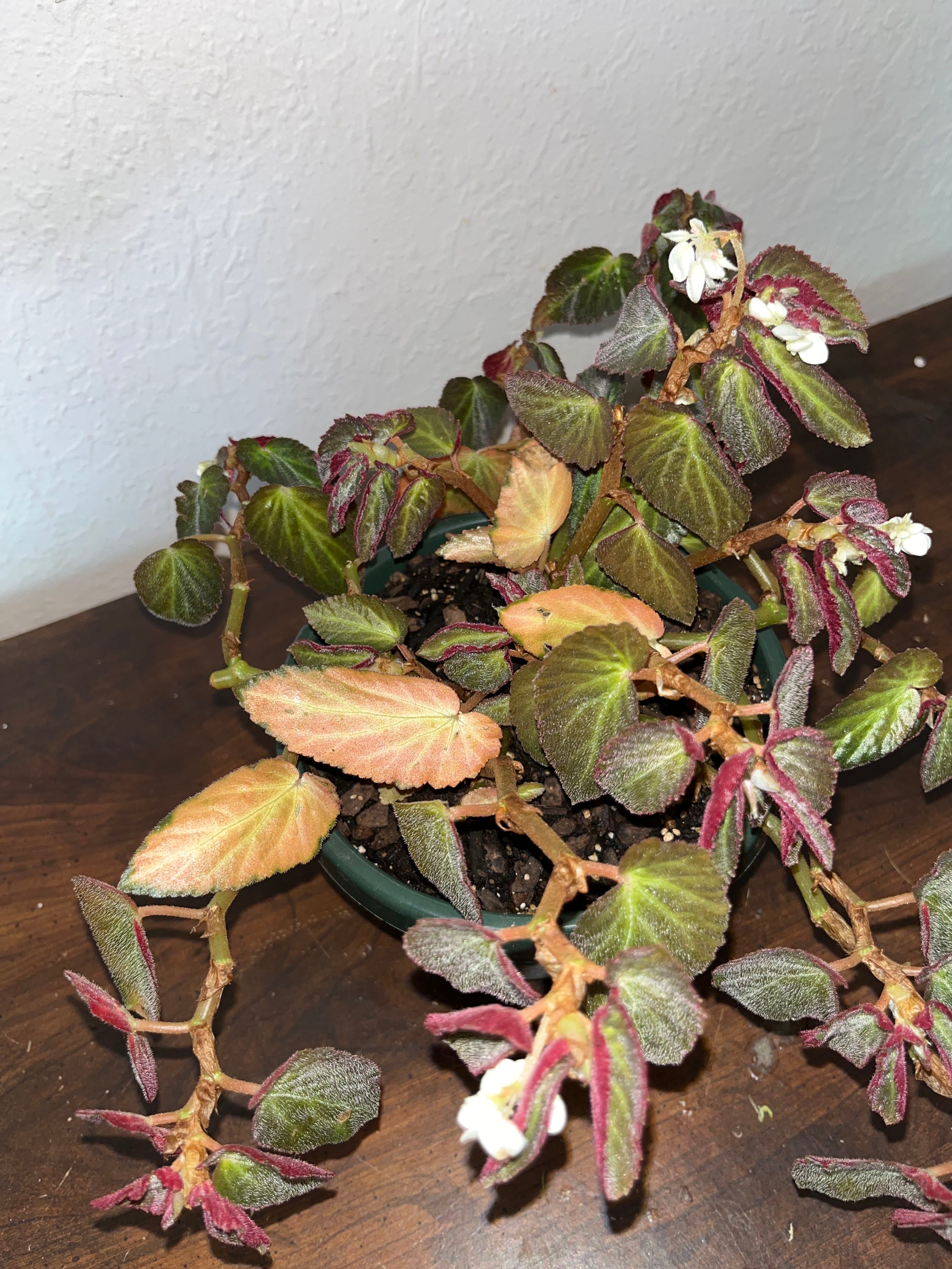 Why is my begonia dying