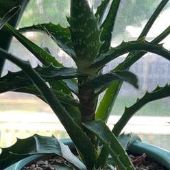 Tiger Tooth Aloe plant