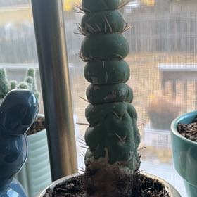Photo of the plant species Eulychnia castanea var. varispiralis by @AstoundingJade named Elle on Greg, the plant care app