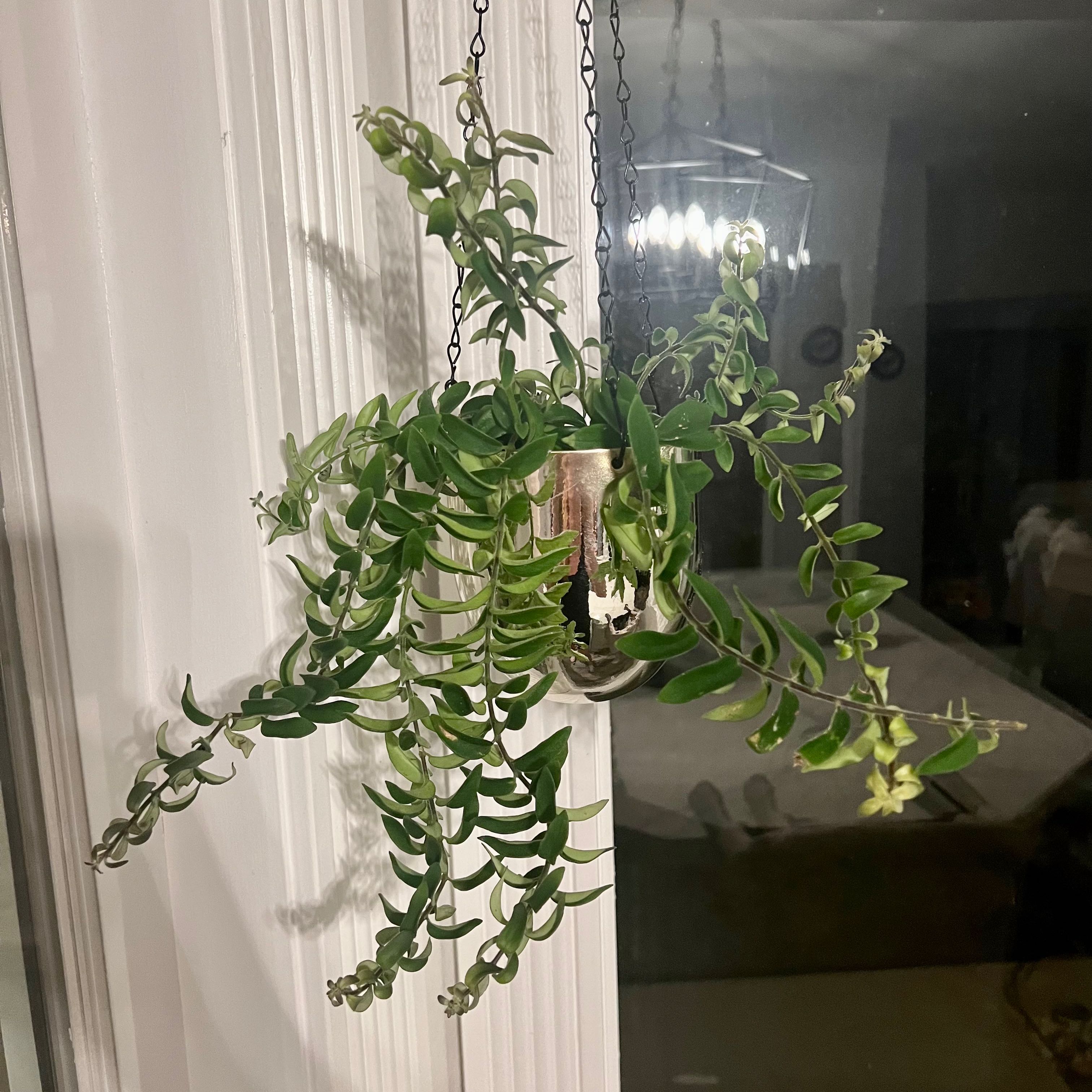 Twisted Lipstick Plant in a hanging pot with vibrant green leaves in an indoor setting.