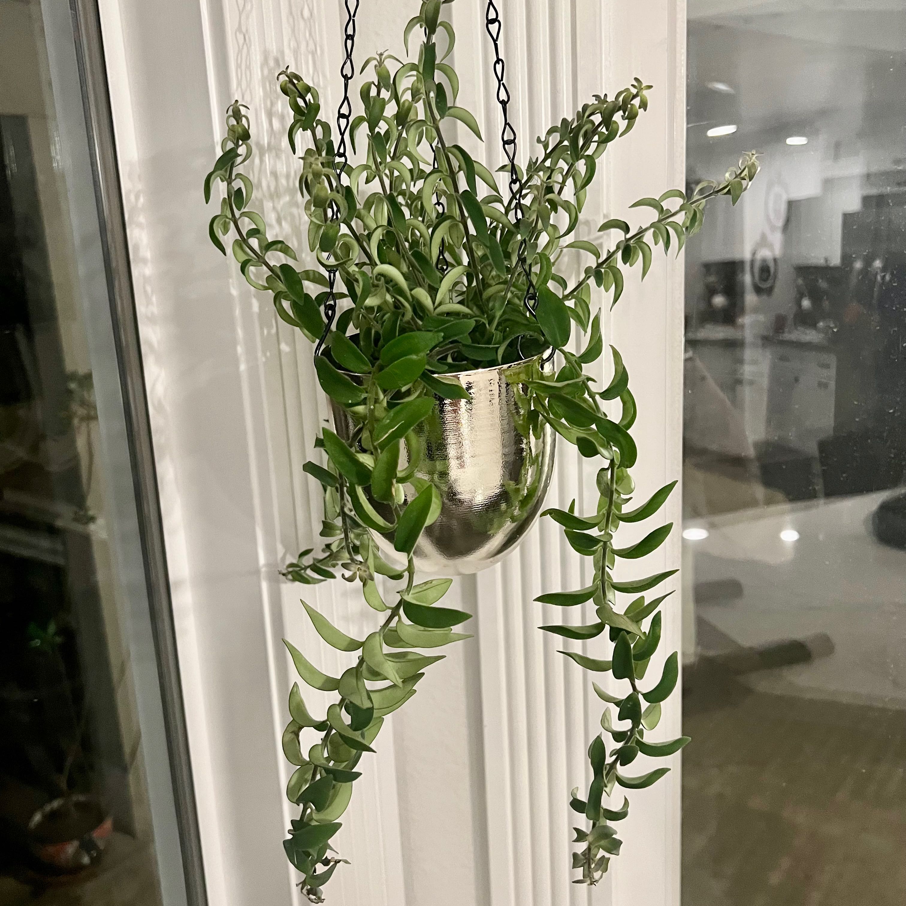 Twisted Lipstick Plant in a hanging pot indoors, healthy green leaves.