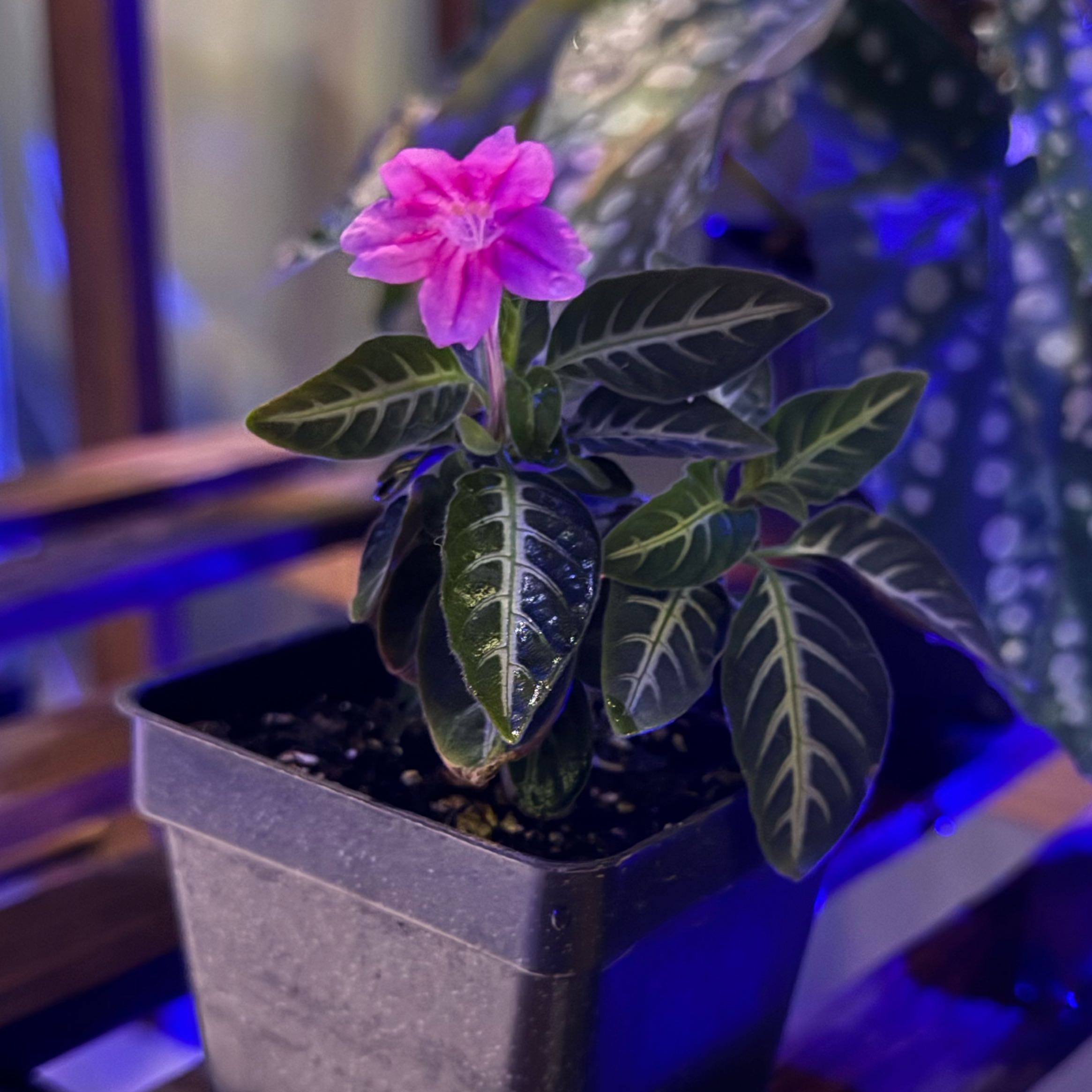 Photo of the plant species Trailing Velvet Plant by @GracefulOlneya named Anne on Greg, the plant care app
