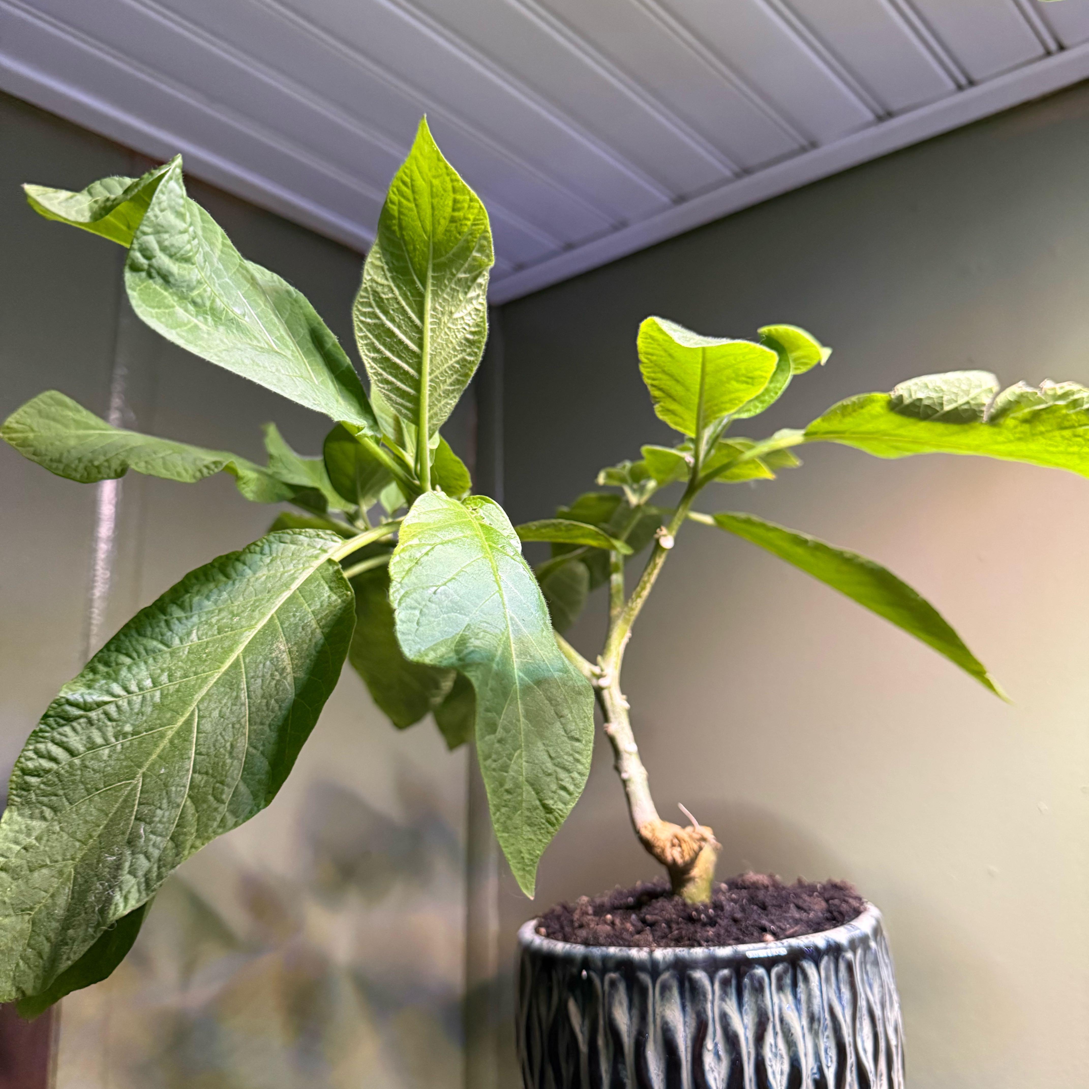 Photo of the plant species Angel's Trumpet by @GracefulOlneya named Pax on Greg, the plant care app