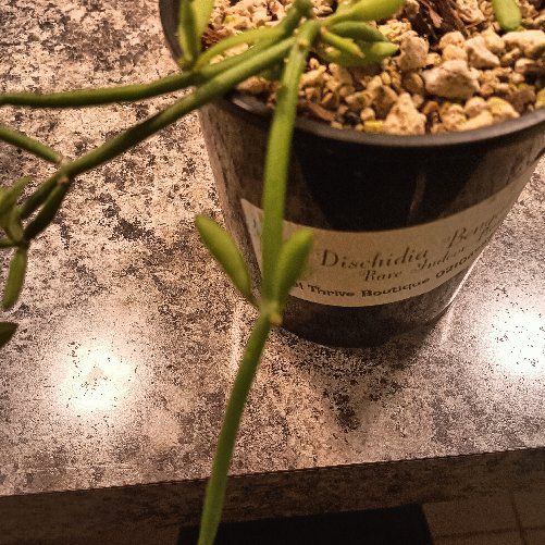 Photo of the plant species Dischidia bengalensis by @CherishedChia named Khaleesi on Greg, the plant care app