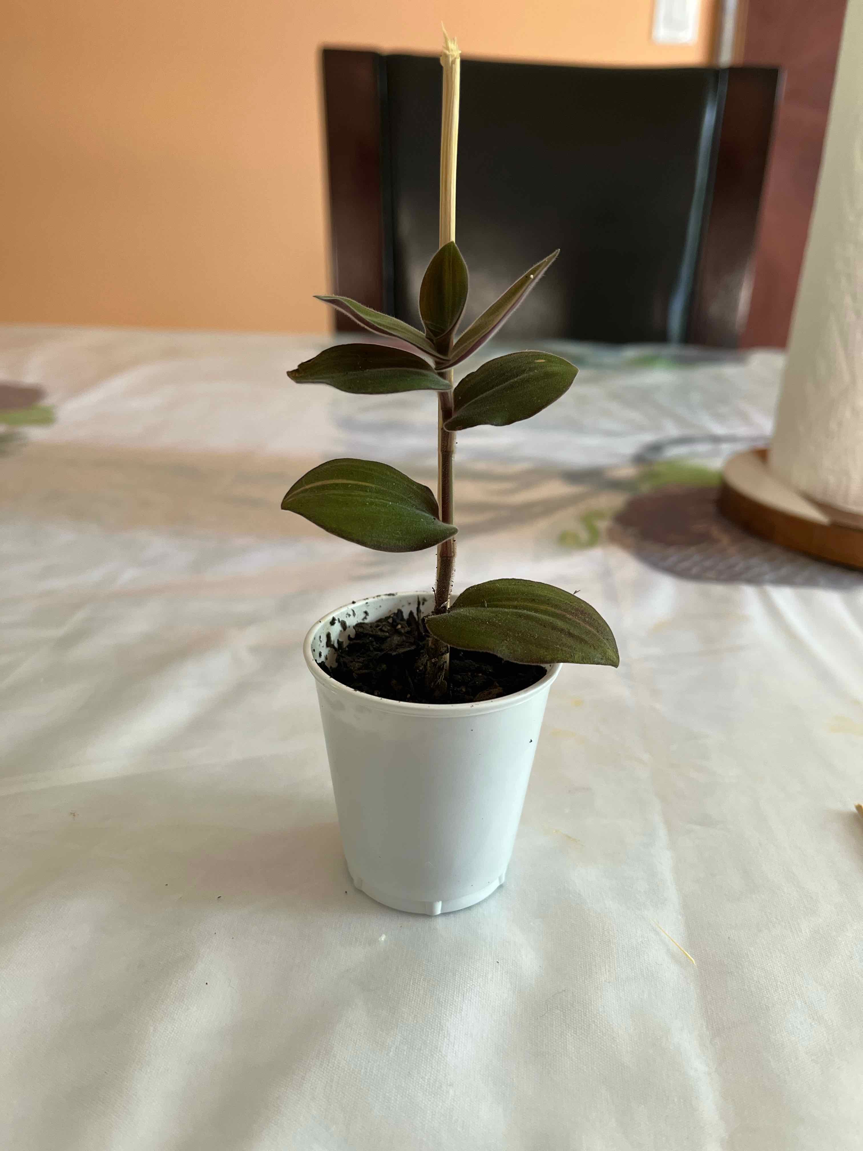 Small potted Baby Bunny Bellies plant with dark green leaves and visible soil.
