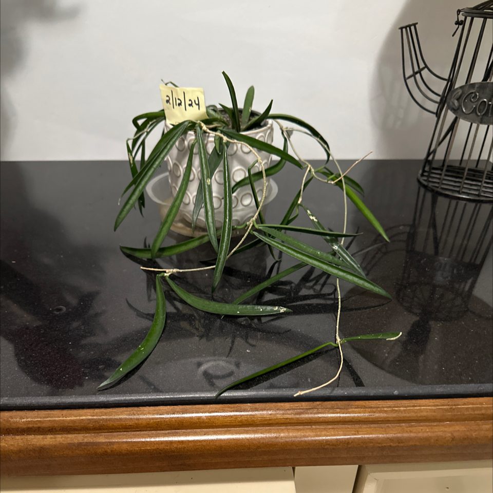 Hoya shepherdii plant in a pot on a countertop with long, narrow leaves.