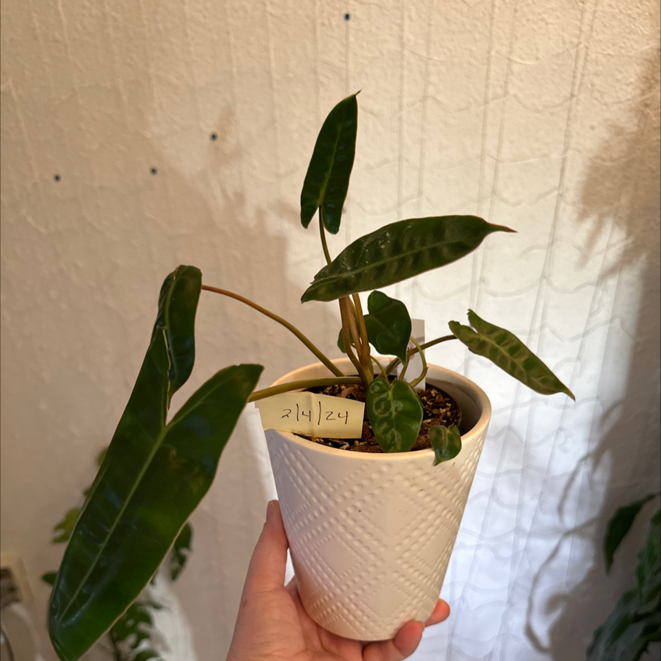 Philodendron billietiae plant in a white pot held by a hand, with visible soil.