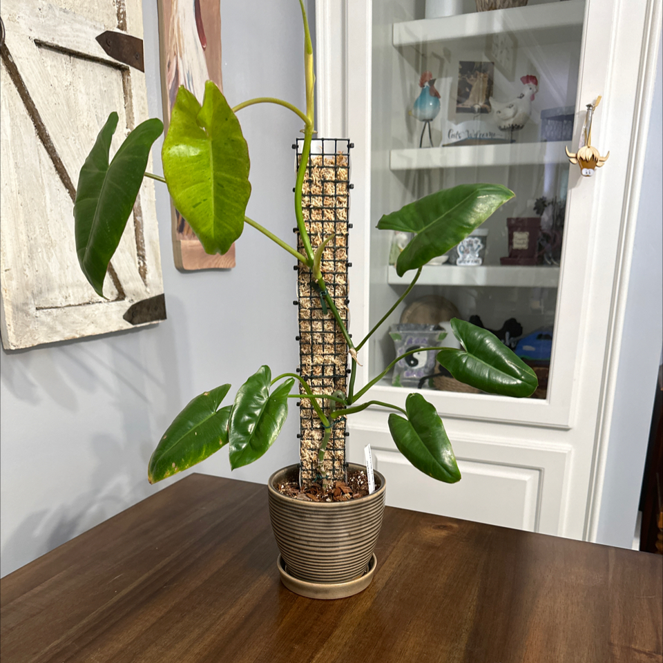 Paraiso Verde Philodendron plant in a pot with a support structure, healthy green leaves.