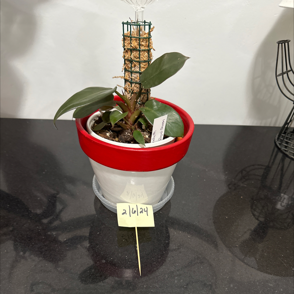 Photo of the plant species Philodendron 'Red King' by @ClubbyPukatea named MP - Elizabeth on Greg, the plant care app