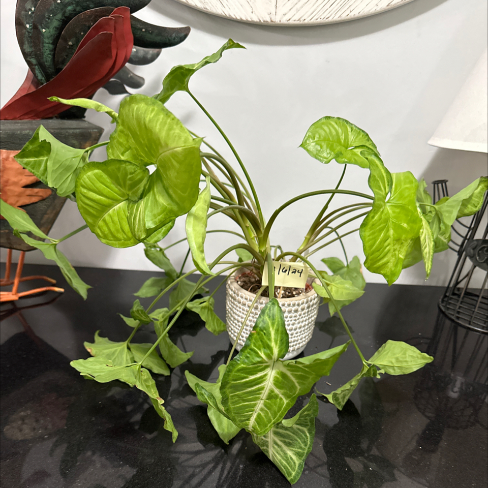 Syngonium 'Holly' plant in a white pot with healthy green leaves.