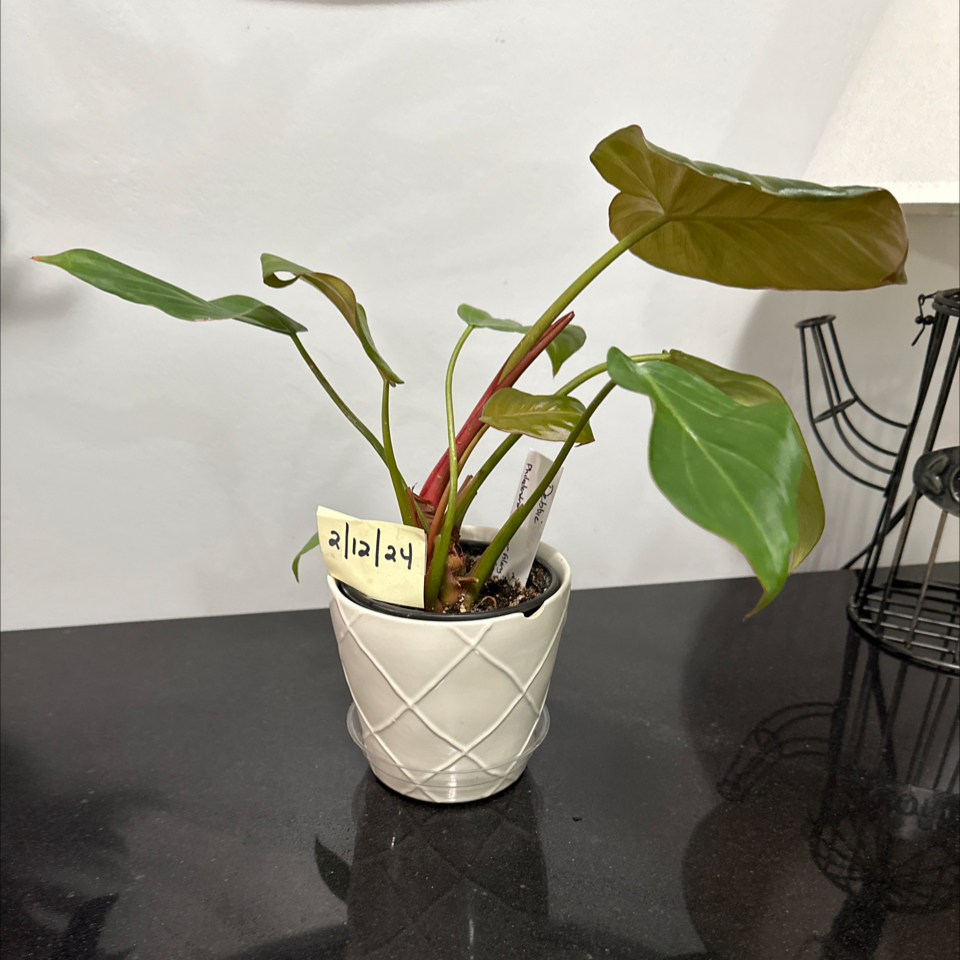 Philodendron 'Summer Glory' plant in a white pot with visible soil, no flowers, and healthy green leaves.