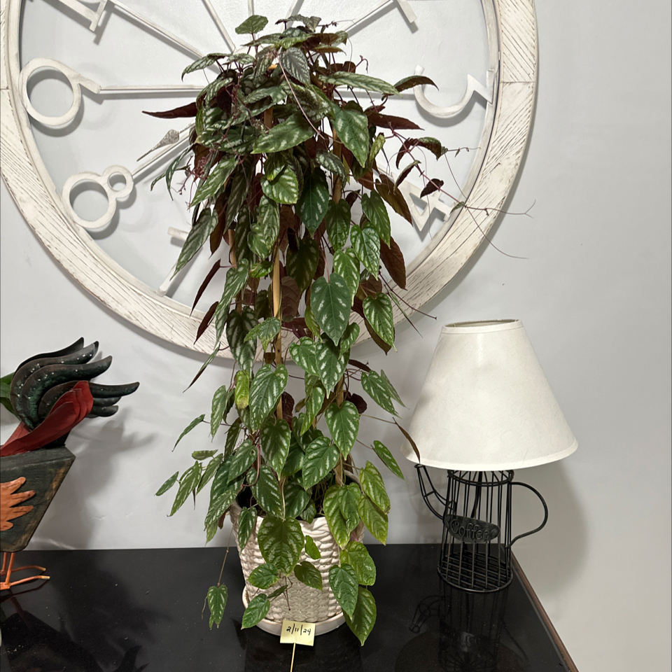 Rex Begonia Vine plant in a pot on a table, with vibrant green and reddish leaves.