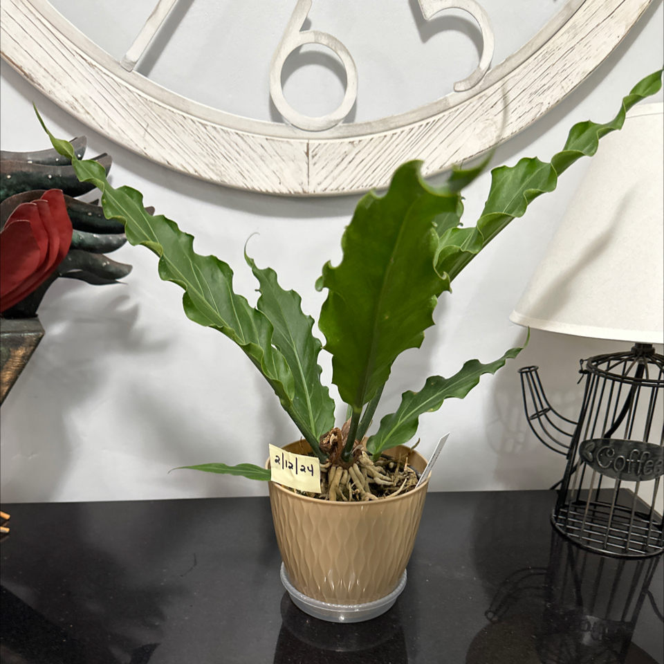 Bird's nest anthurium plant in a pot with long, wavy green leaves on a black surface.
