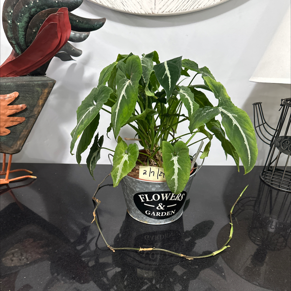 Potted Syngonium wendlandii with green leaves and white veins, well-framed and in focus.
