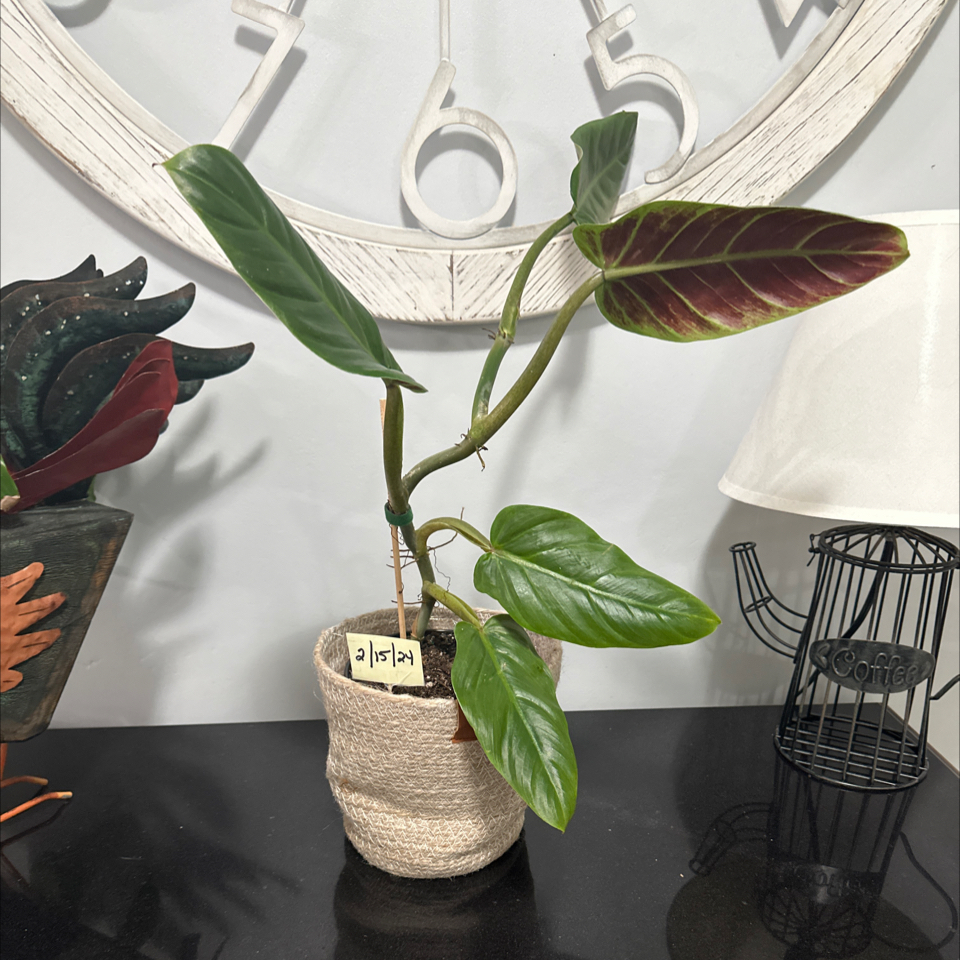 Philodendron subhastatum plant in a pot with vibrant green leaves and red undersides.