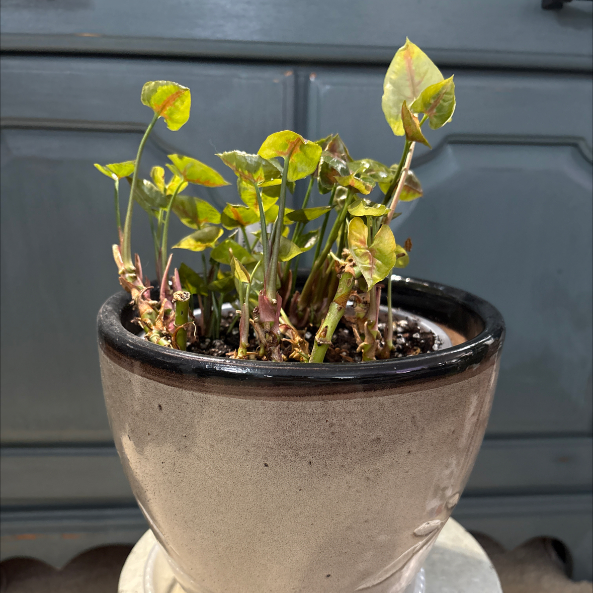 Photo of the plant species Syngonium podophyllum 'Christmas' by @ClubbyPukatea named Miracle on Greg, the plant care app