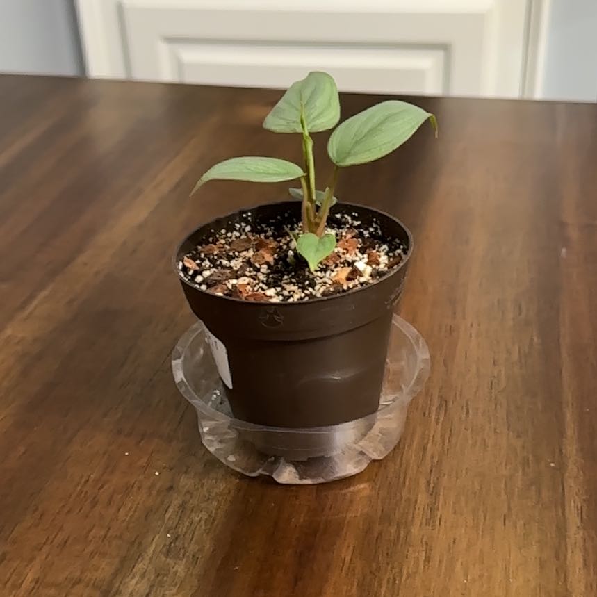 Photo of the plant species Philodendron variegated by @ClubbyPukatea named Soda Pop on Greg, the plant care app