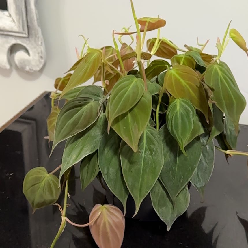 Philodendron Micans uploaded to the Greg plant app by @ClubbyPukatea