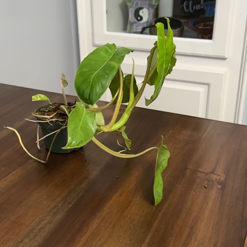 Paraiso Verde Philodendron plant in a small pot on a wooden surface with some wilted leaves.