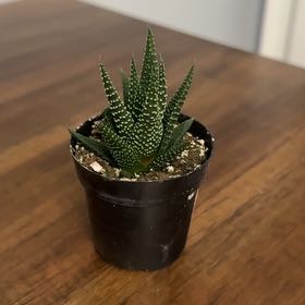 Photo of the plant species Haworthia fasciata 'Universe' by @ClubbyPukatea named Miss Universe on Greg, the plant care app
