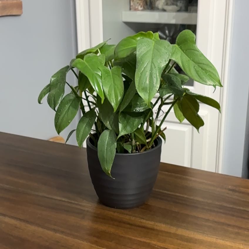 Photo of the plant species Panda Philodendron by @ClubbyPukatea named Kung Fu Panda on Greg, the plant care app
